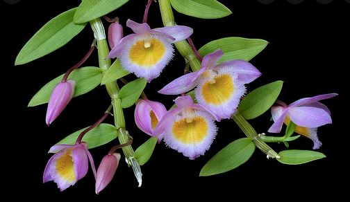 Dendrobium loddigesii Dendrobium La Foresta Orchids 