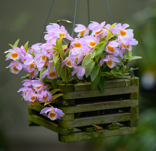 Dendrobium loddigesii Dendrobium La Foresta Orchids