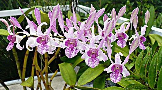 Dendrobium ‘Lorrie Mortimer’ Dendrobium La Foresta Orchids