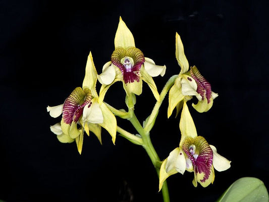 Dendrobium macrophillum ‘Sulawesi’ x shiraishii ‘Spot’ Dendrobium La Foresta Orchids 