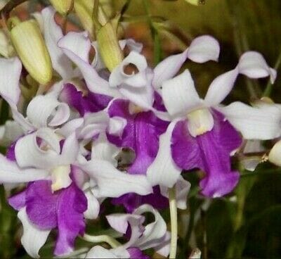 Dendrobium Mem. Lillian Yamada Dendrobium La Foresta Orchids 