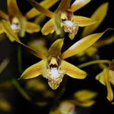 Dendrobium mirbelianum Dendrobium La Foresta Orchids
