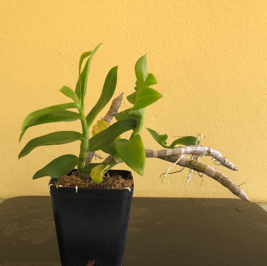 Dendrobium Neifert's Quest x Dendrobium superbum 'Little Sweet Scent' Dendrobium La Foresta Orchids