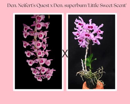 Dendrobium Neifert's Quest x Dendrobium superbum 'Little Sweet Scent' Dendrobium La Foresta Orchids 