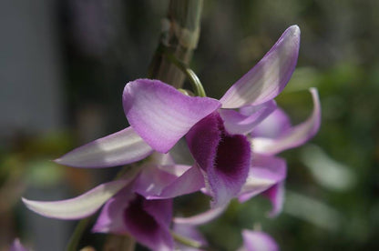 Dendrobium Neifert's Quest x Dendrobium superbum 'Little Sweet Scent' Dendrobium La Foresta Orchids 