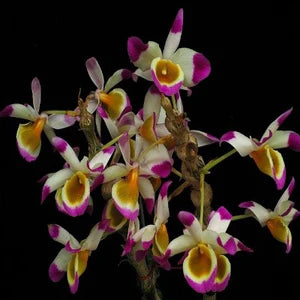 Dendrobium pendulum Cattleya La Foresta Orchids 