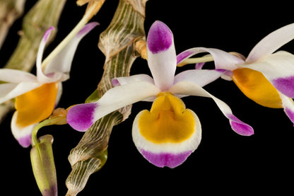 Dendrobium pendulum Cattleya La Foresta Orchids 