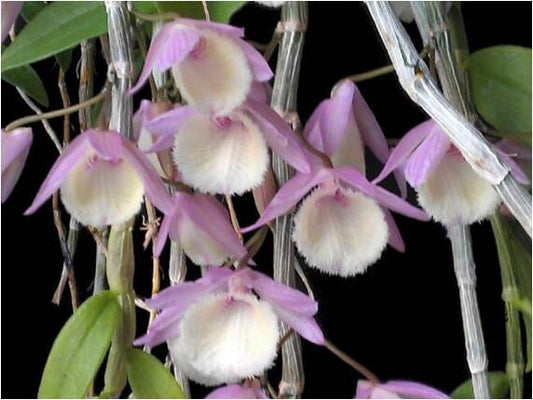 Dendrobium pierardii - Variegated Orchid Dendrobium La Foresta Orchids 