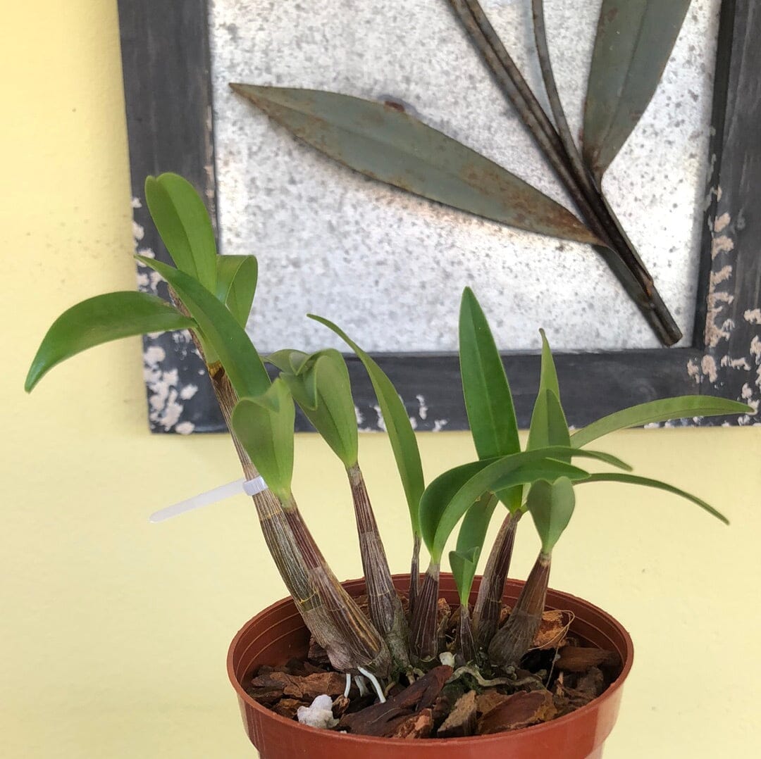 Dendrobium Purple Zip 'SVO' x Dendrobium King Zip 'Red Splash' AM/AOS Dendrobium La Foresta Orchids