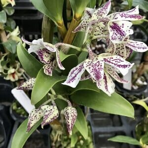 Dendrobium Roy Tokunaga 'Spots' Dendrobium La Foresta Orchids