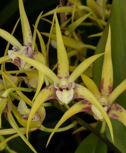 Dendrobium Ruben Colmenares 'Big Daddy' x Dendrobium Victorian Regency 'Red Stripe' Dendrobium La Foresta Orchids