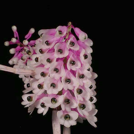 Dendrobium smillieae Dendrobium La Foresta Orchids