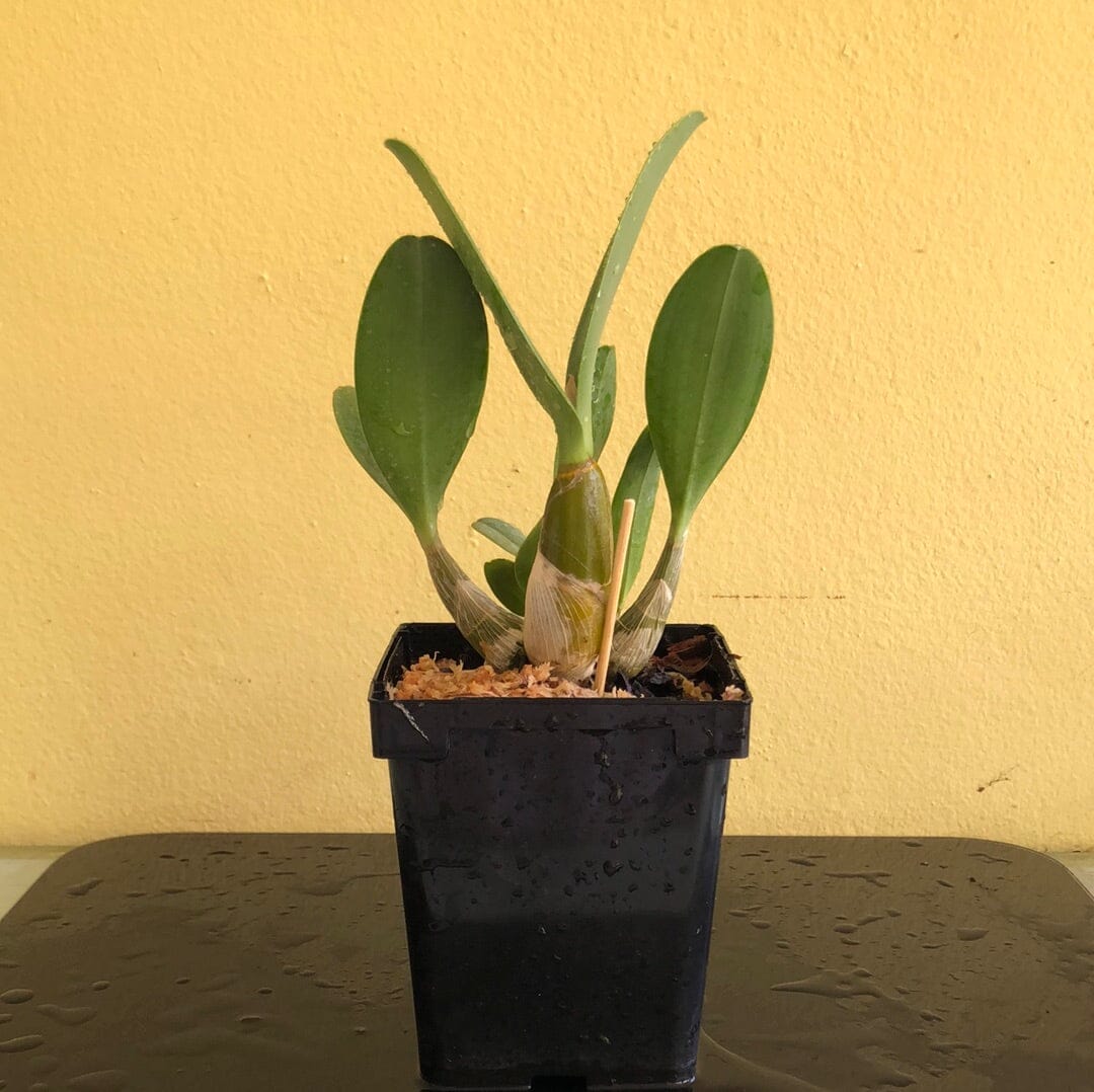 Dendrobium speciosum var. pedunculatum Dendrobium La Foresta Orchids