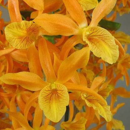 Dendrobium Starburst 'Firebird' Dendrobium La Foresta Orchids 
