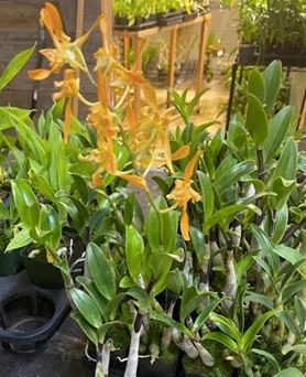 Dendrobium tangerinum Dendrobium La Foresta Orchids
