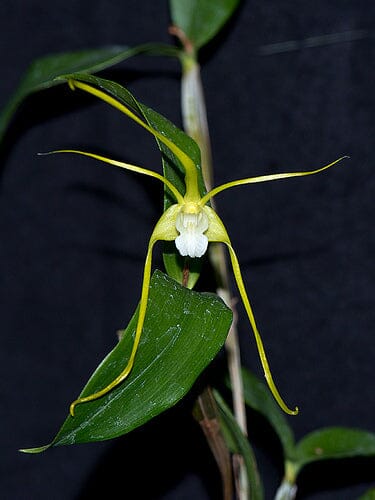 Dendrobium tetragonum var. album Dendrobium La Foresta Orchids 