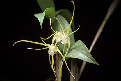 Dendrobium tetragonum var. album Dendrobium La Foresta Orchids 