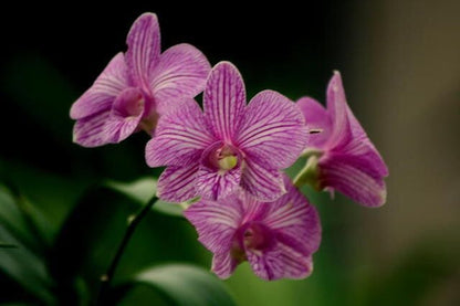 Dendrobium Thongchai Gold X Dendrobium Candy Stripe Dendrobium La Foresta Orchids 