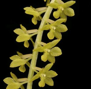 Dendrochilum filiforme Dendrochilum La Foresta Orchids 