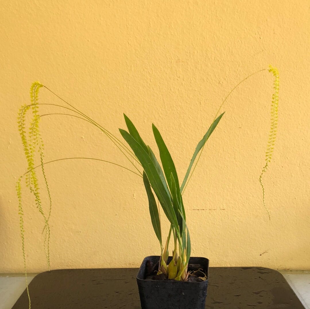 Dendrochilum filiforme var. Yellow Gold Dendrochilum La Foresta Orchids