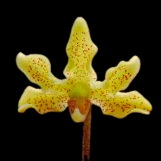 Dimorphorchis rossii Vanda La Foresta Orchids