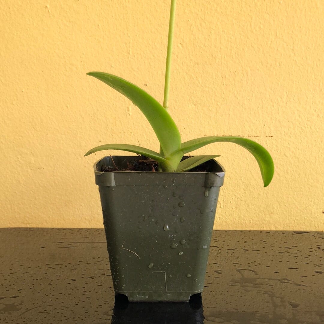 Doritis pulcherrima var. champorensis alba 'White' Dorotis La Foresta Orchids