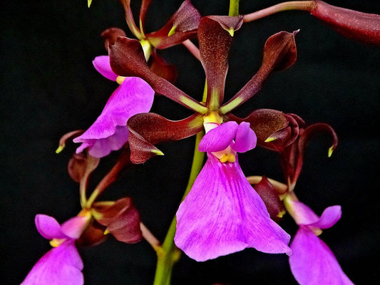 Encyclia cordigera var. tipo x Encyclia cordigera var. 'Dark Chocolate' Encyclia La Foresta Orchids