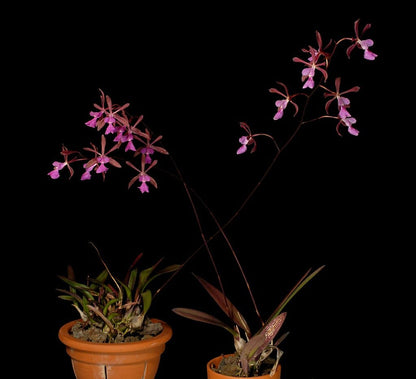 Encyclia moebusii x Encyclia atrorubens Encyclia La Foresta Orchids 