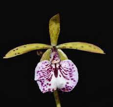 Encyclia phoenicea x Brassavola venosa Brassavola La Foresta Orchids