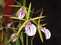 Encyclia phoenicea x Brassavola venosa Brassavola La Foresta Orchids 