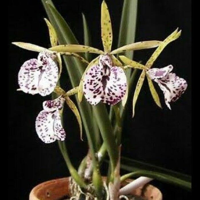 Encyclia phoenicea x Brassavola venosa Brassavola La Foresta Orchids 
