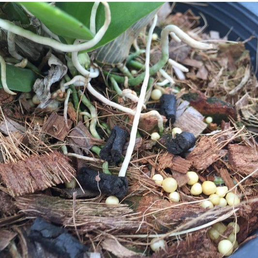 Fertilizer Long Lasting Controlled Release 18-6-12 - feeds up to 9 months Fertilizer La Foresta Orchids