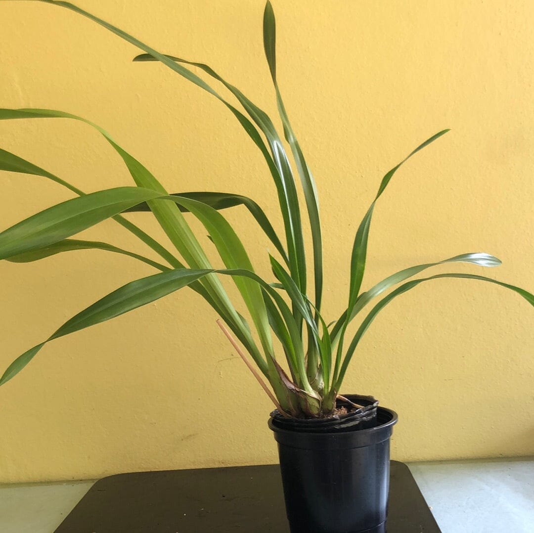 Grammatocymbidium Pakkret Carnival Cymbidium La Foresta Orchids