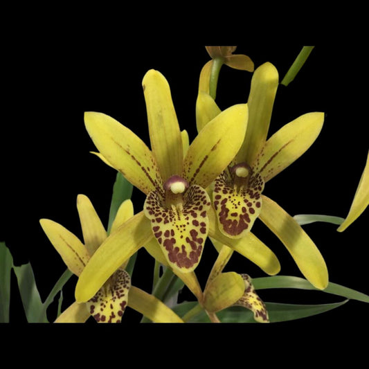 Grammatocymbidium Pakkret Carnival Cymbidium La Foresta Orchids