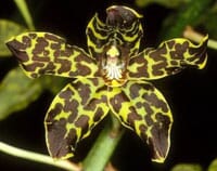 Grammatophyllum Pakkret Leo 'Asgard' Grammatophyllum La Foresta Orchids