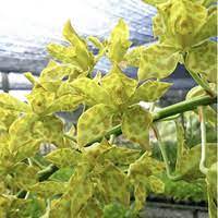 Grammatophyllum Pakkret Leo 'Sabre' var. semi alba Grammatophyllum La Foresta Orchids