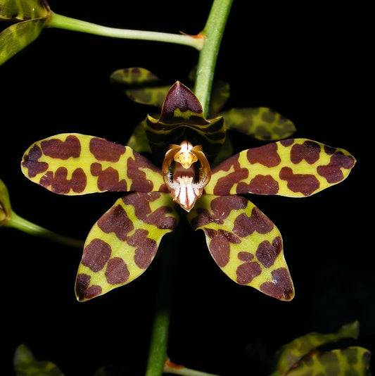 Grammatophyllum scriptum v. multiflorum Grammatophyllum La Foresta Orchids