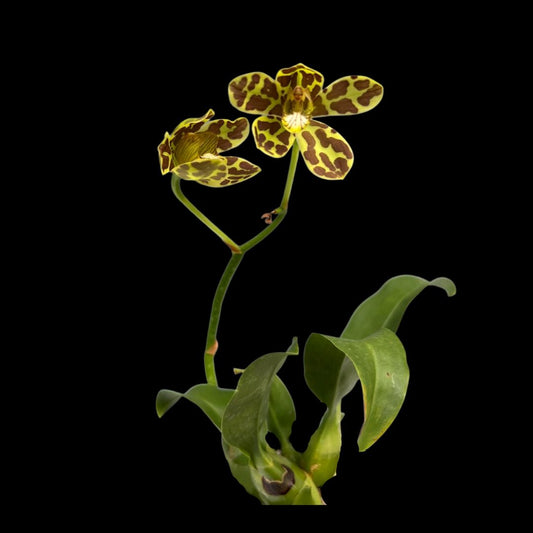 Grammatophyllum scriptum var. small x var. superbloomer - a Dwarf Orchid! Grammatophyllum La Foresta Orchids