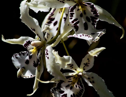 In BLOOM! Oncidium Alliance: Bllra. Snowblind 'Sweet Spots' Oncidium La Foresta Orchids