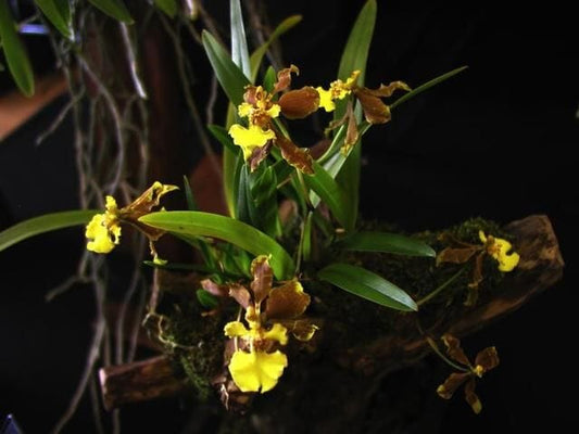 In BLOOM! Oncidium longipes Oncidium La Foresta Orchids