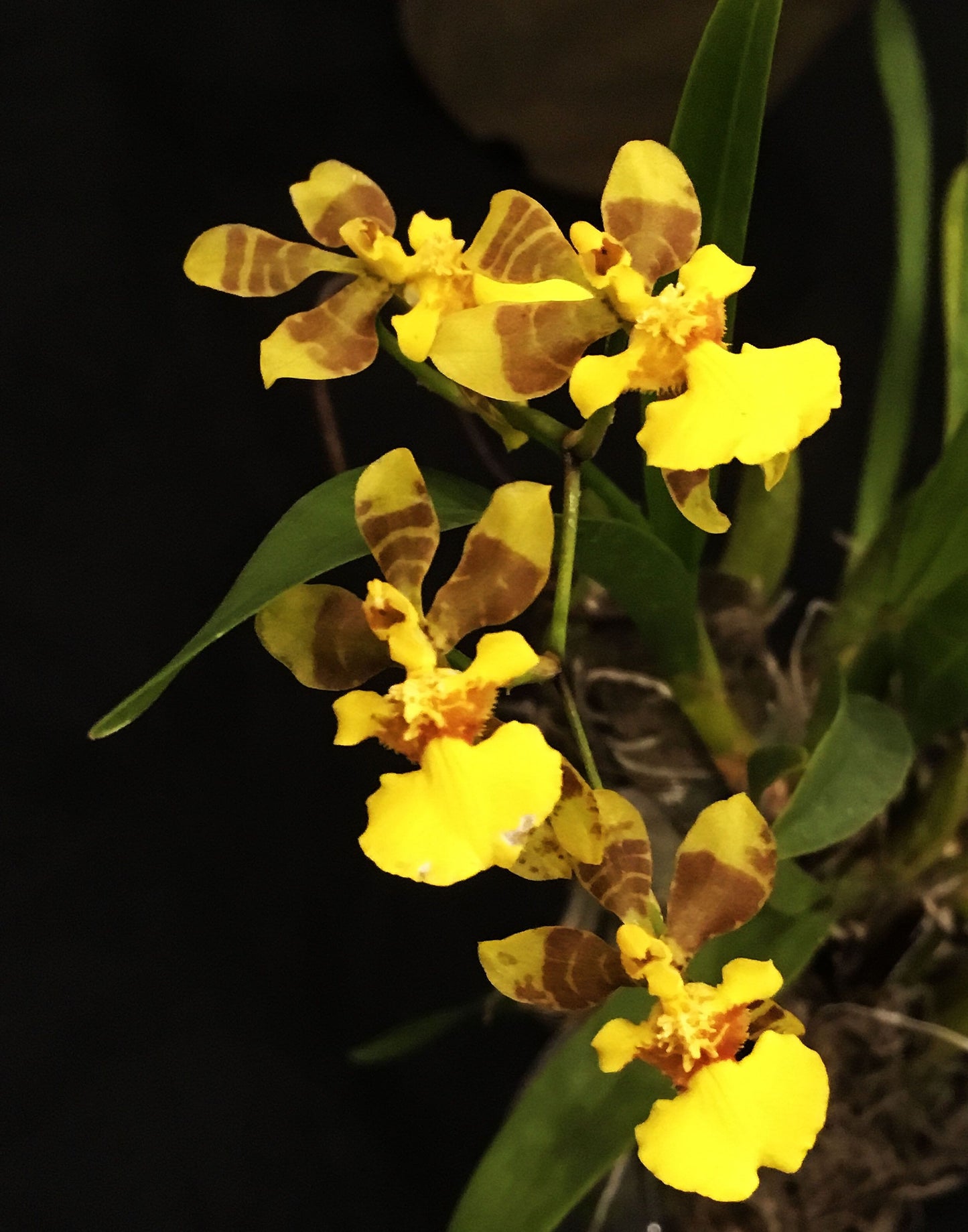 In BLOOM! Oncidium longipes Oncidium La Foresta Orchids 
