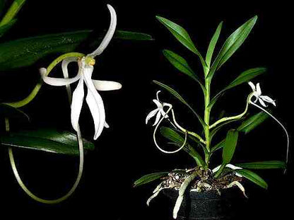 Jumellea comorensis Vanda La Foresta Orchids 