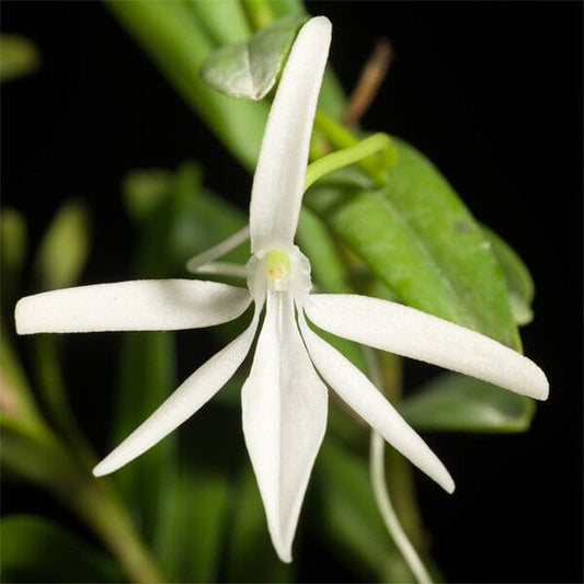 Jumellea comorensis Vanda La Foresta Orchids