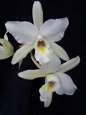 Laelia anceps var. alba Cattleya La Foresta Orchids 