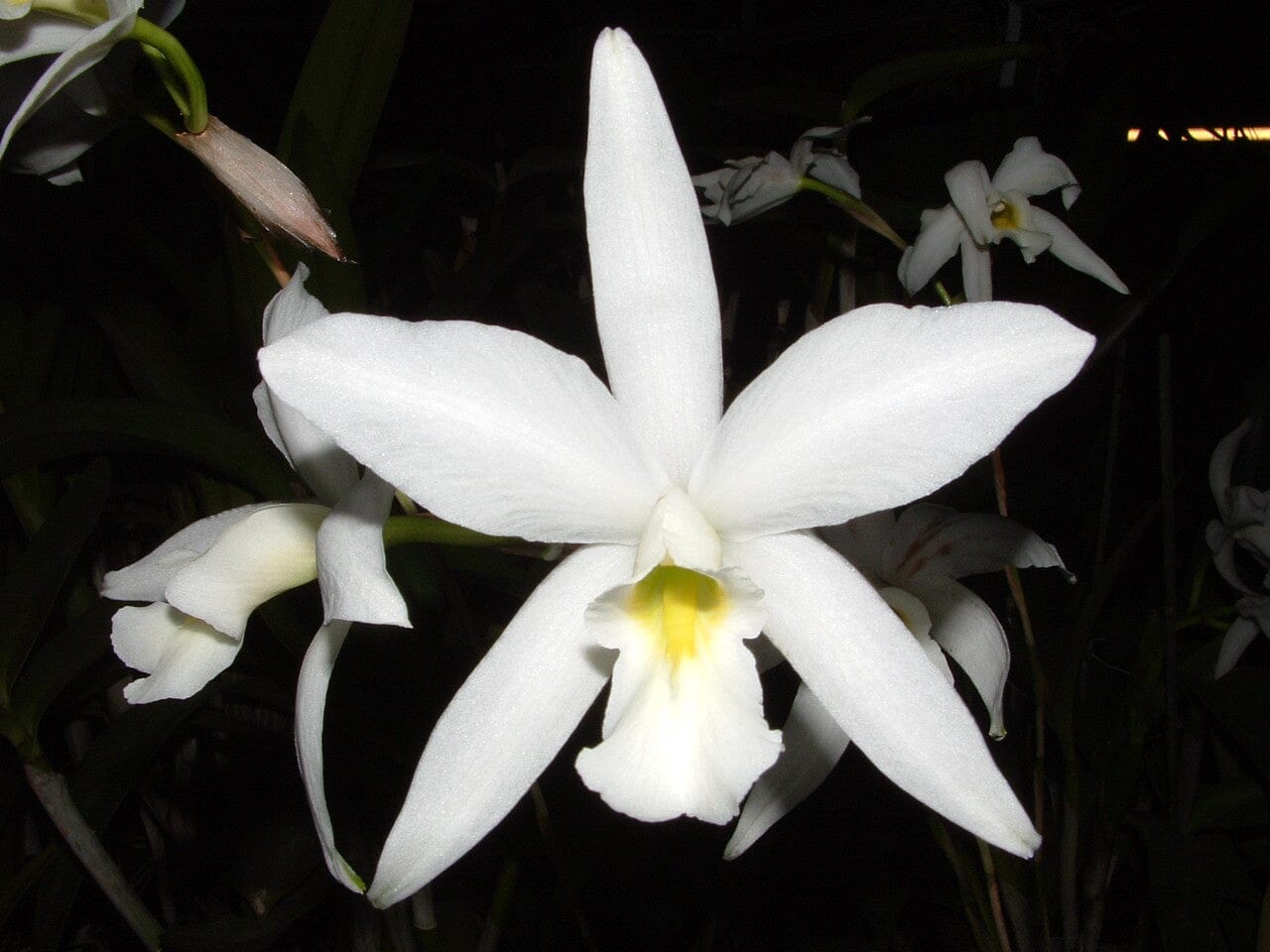 Laelia anceps var. alba Cattleya La Foresta Orchids 