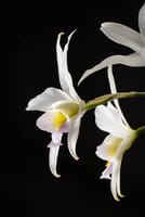 Laelia anceps var. hillsii Cattleya La Foresta Orchids 