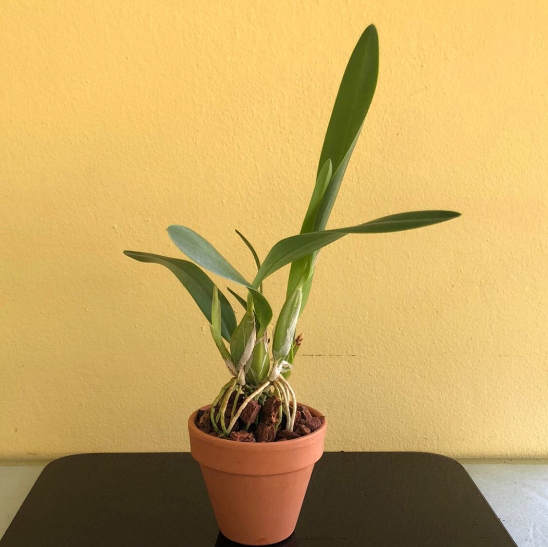 Laelia anceps var. hillsii Cattleya La Foresta Orchids