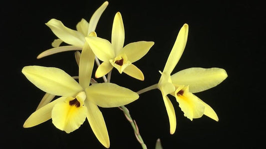 Laelia aurea Cattleya La Foresta Orchids
