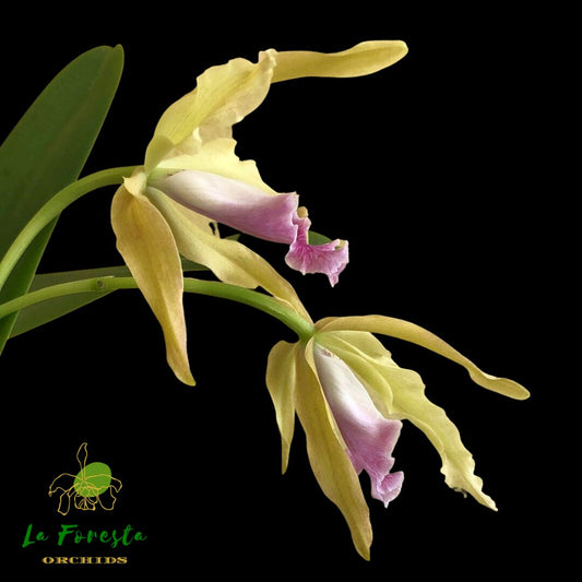 Laelia grandis var. labelo vinho 'Red Wine' - In BLOOM! cattleya La Foresta Orchids