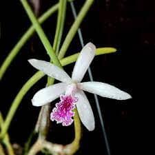 Laelia lundii Cattleya La Foresta Orchids